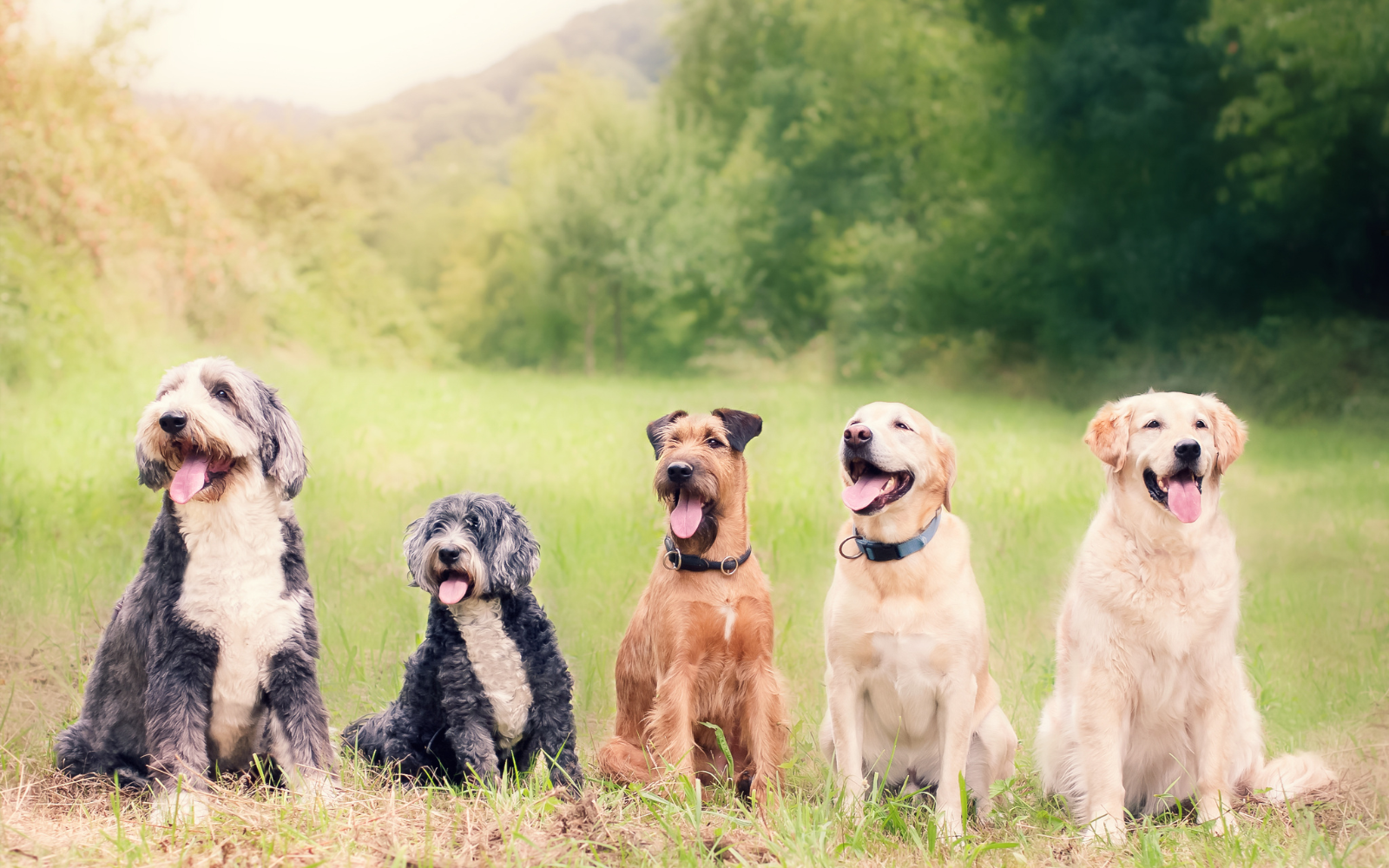 Hundezählung auch in Haltern am See