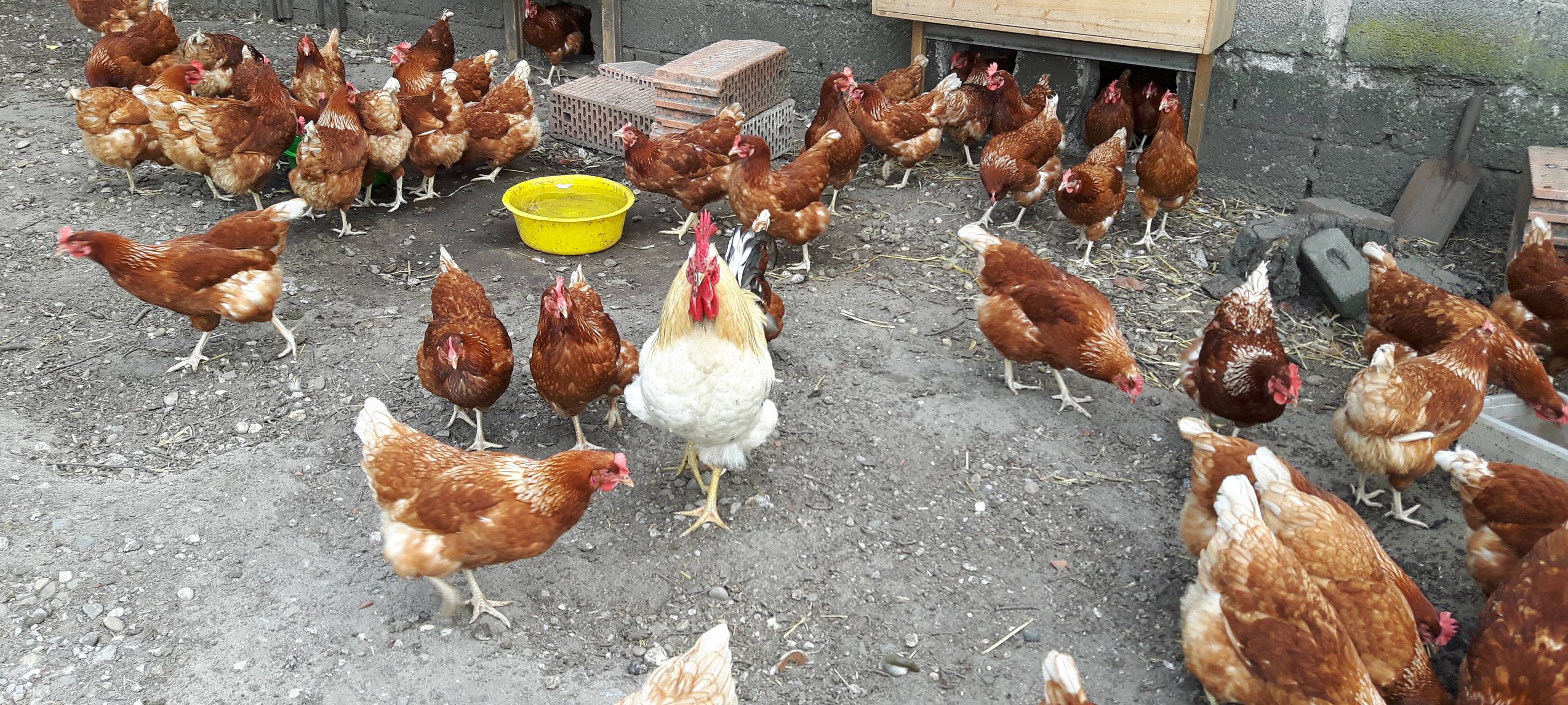 Geflügelpest-Verdacht in Dorsten: Tiere werden getötet