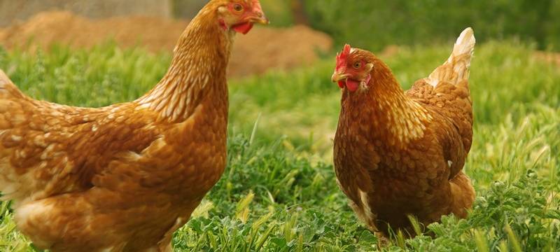 Vogelgrippe in Dorsten: Vorsichtige Entwarnung