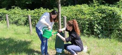 Zwei Mitarbeiterinnen der Unteren Naturschutzbehörde des Kreises Recklinghausen zeigen, wie es mit dem Bewässerungsbeutel geht.