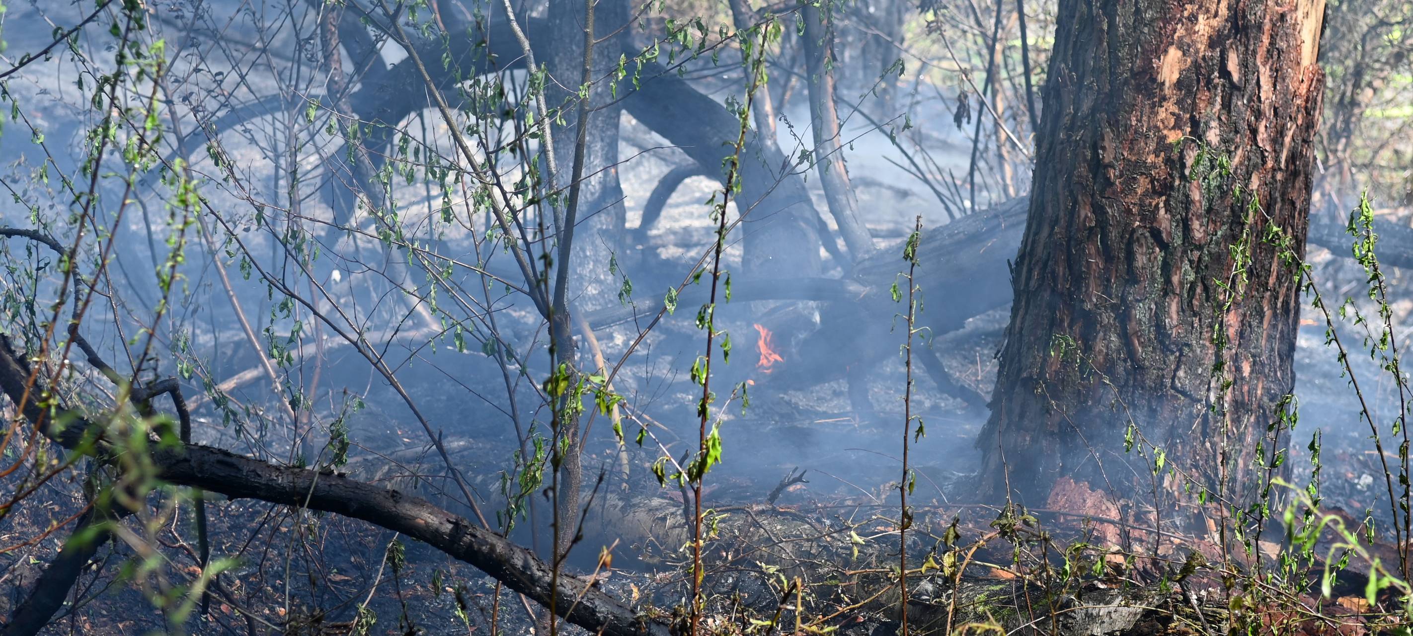 In einem Wald bei Dorsten-Lembeck brannte eine größere Fläche.