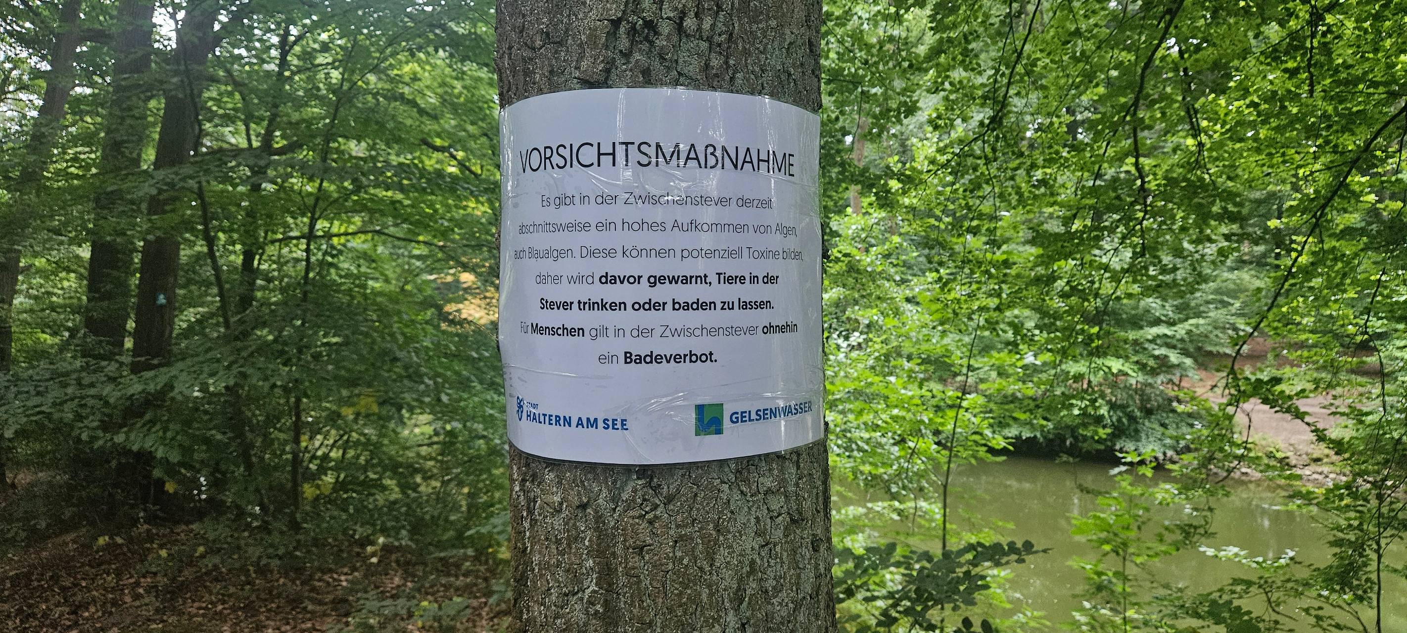 Blaualgen in der Stever in Haltern am See