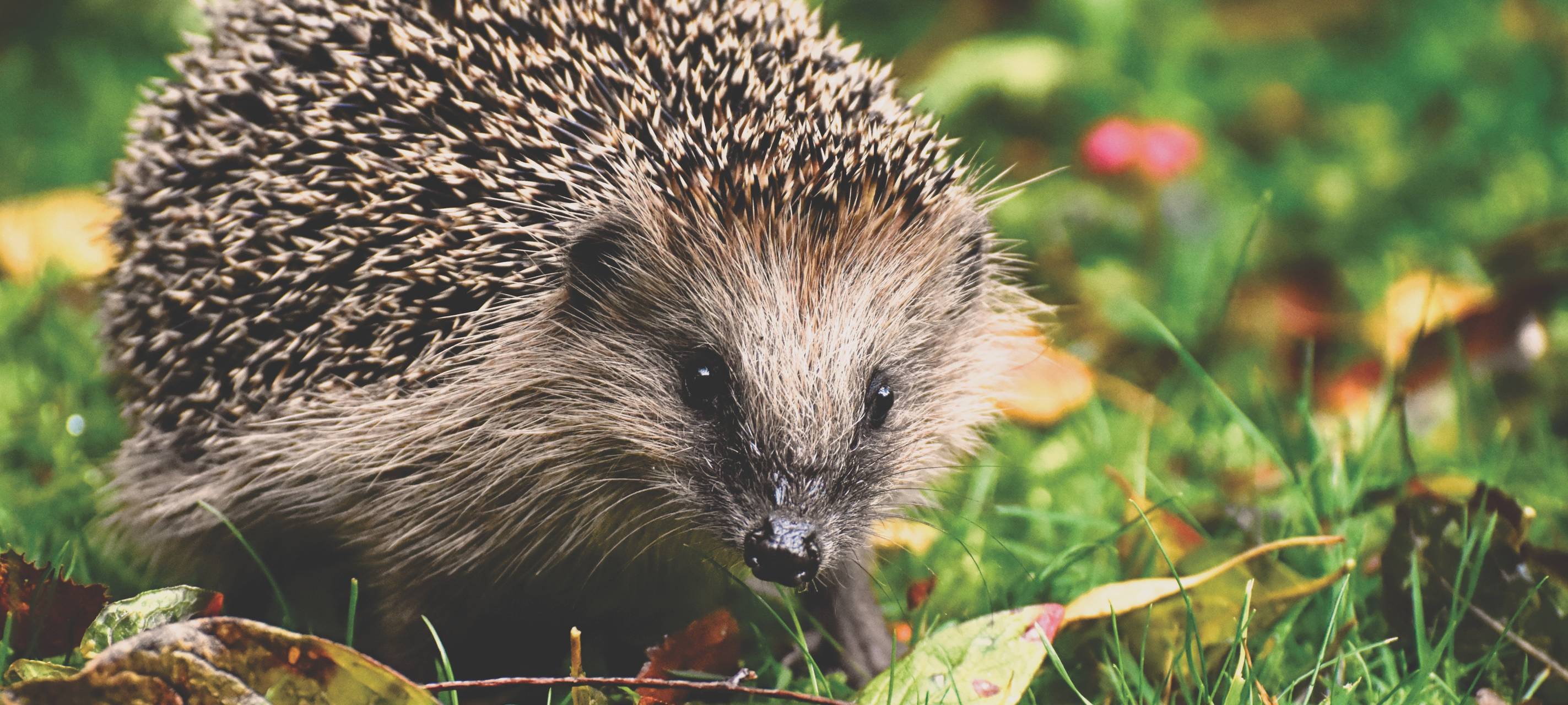 Herten: Mehrere Igel bei Rodungsarbeiten getötet
