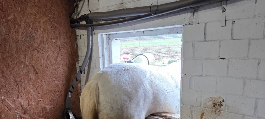 Das Pferd in Datteln stand nach seinem misslungenen Sprung aus dem Fenster nur noch mit seinen Hinterläufen im Stall.