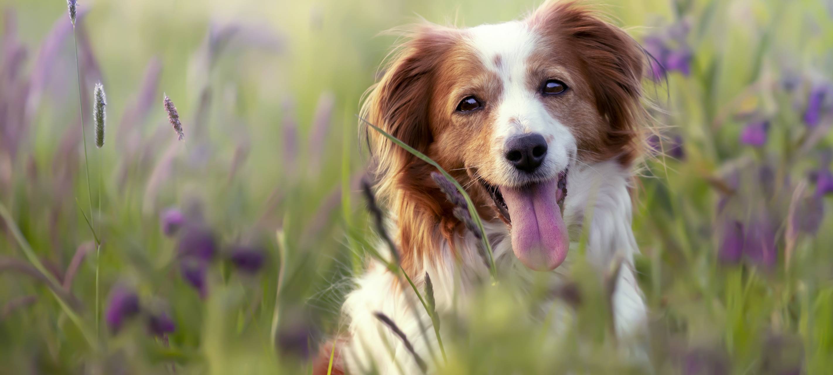 Ein Hund steht auf einer Blumenwiese