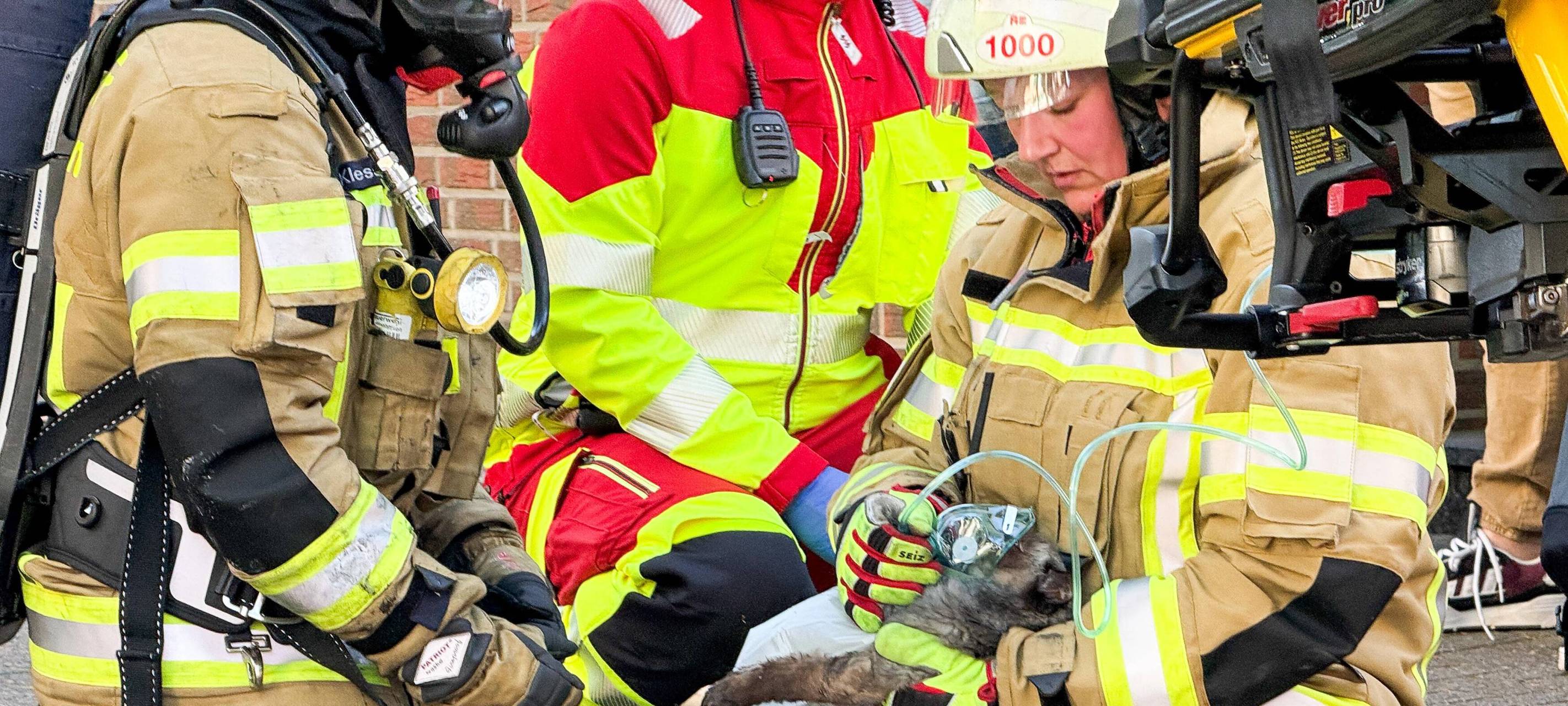 Wohnung in Recklinghausen ausgebrannt - Katzen gerettet