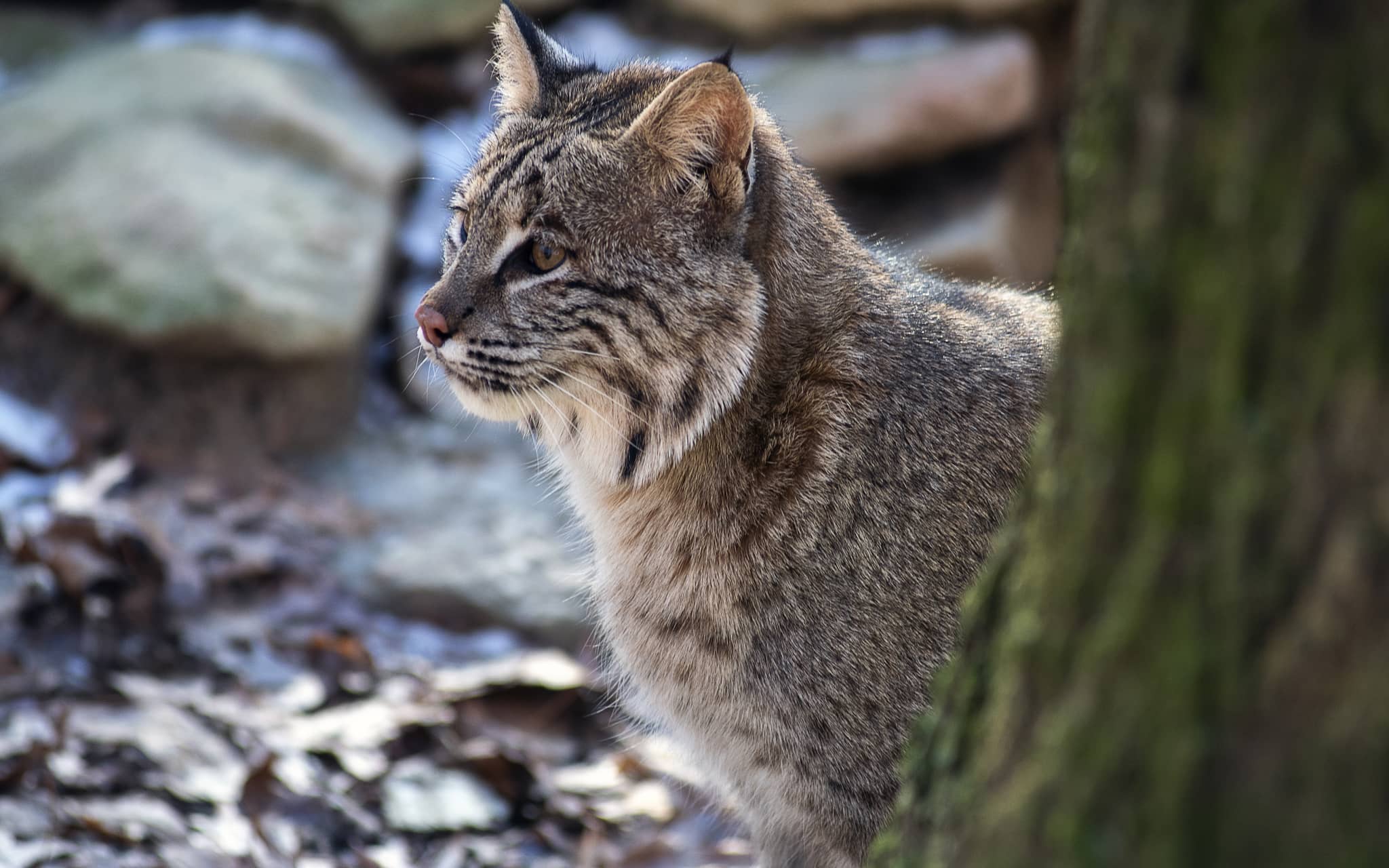Der Naturwildpark Granat in Haltern steht erneut in der Kritik. PETA hat Strafanzeige erstattet, nachdem Luchs Mikaesch ausbrach und erschossen wurde.