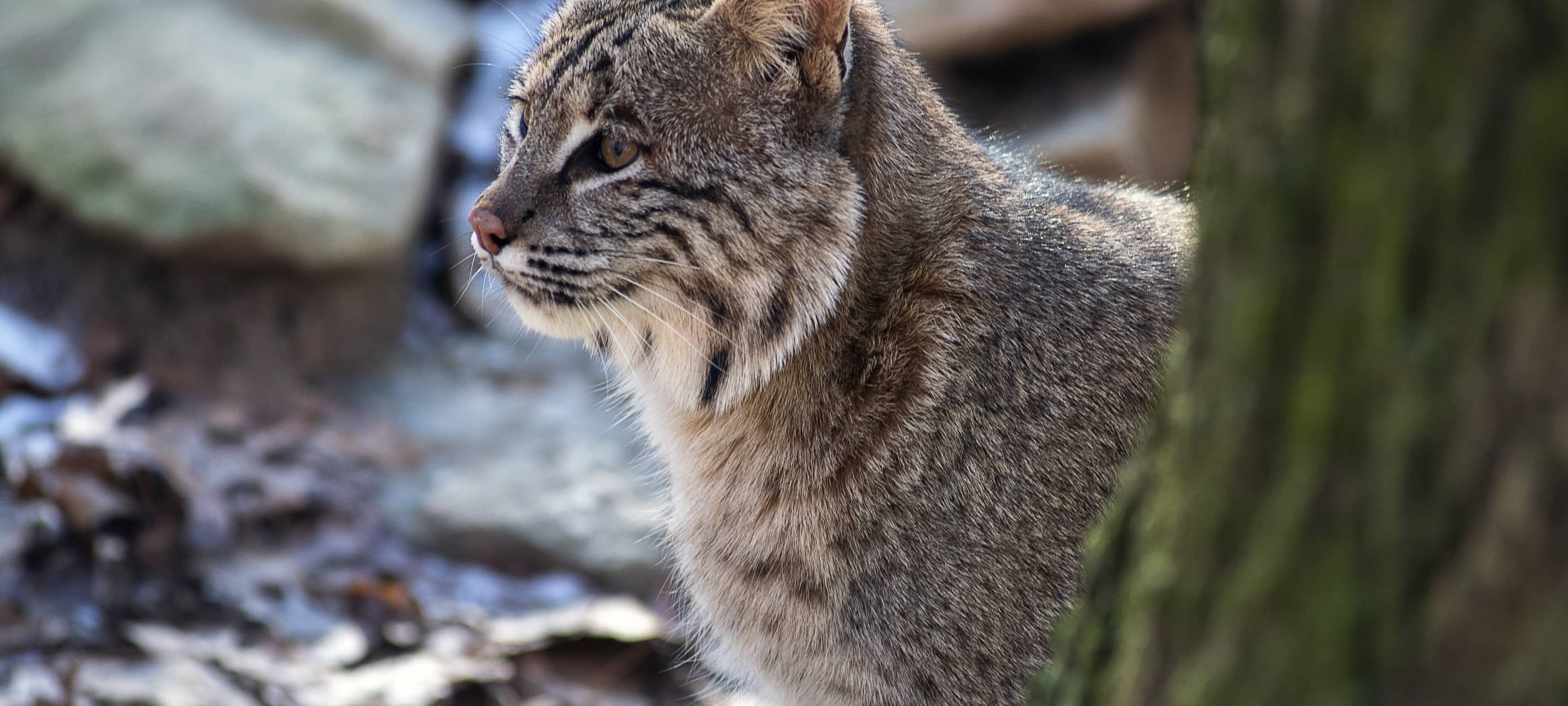 Der Naturwildpark Granat in Haltern steht erneut in der Kritik. PETA hat Strafanzeige erstattet, nachdem Luchs Mikaesch ausbrach und erschossen wurde.