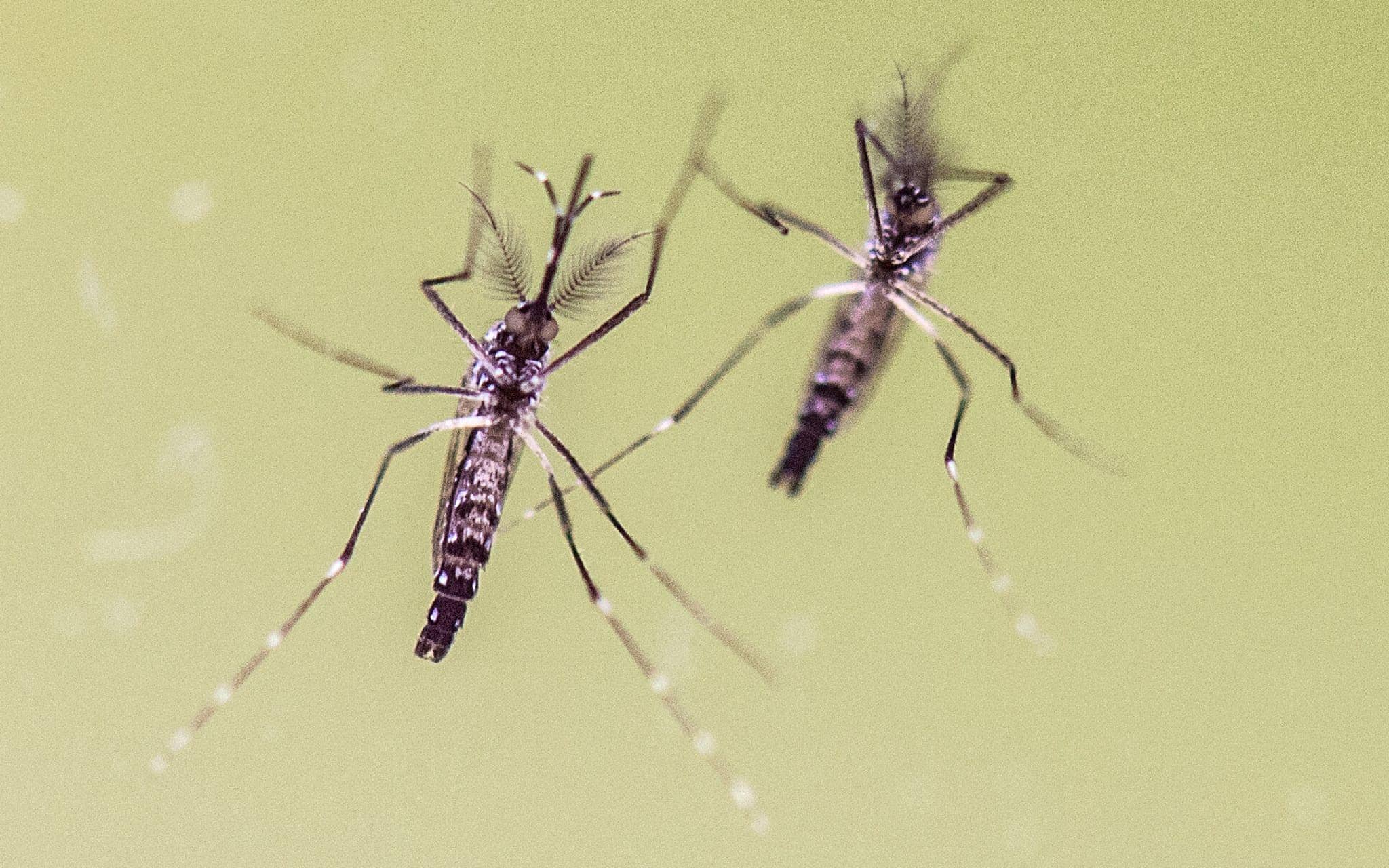 Zwei Ägyptische Tigermücken (Aedes aegypti)