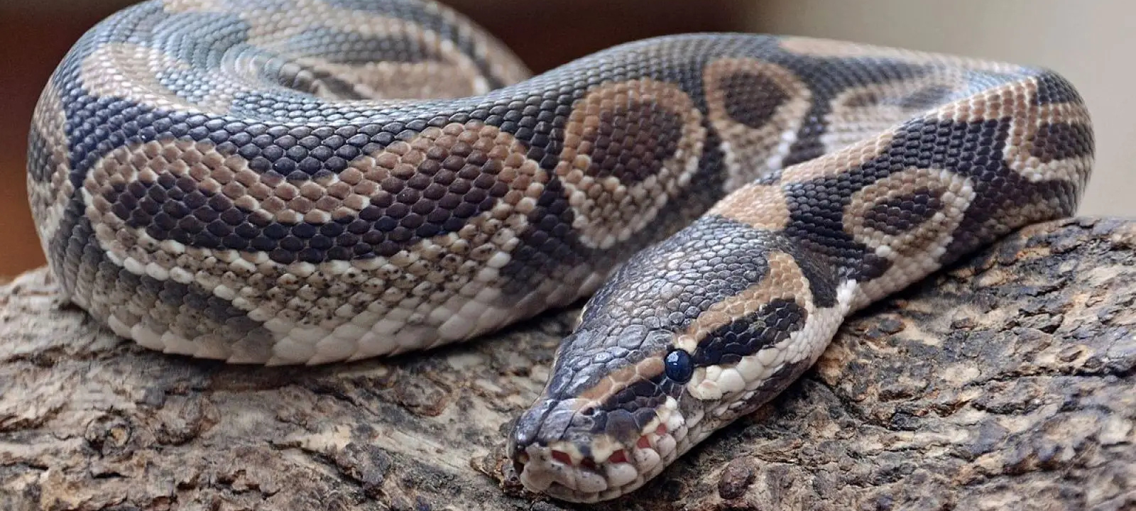 Castrop-Rauxel: Frau findet Schlange im Badezimmer