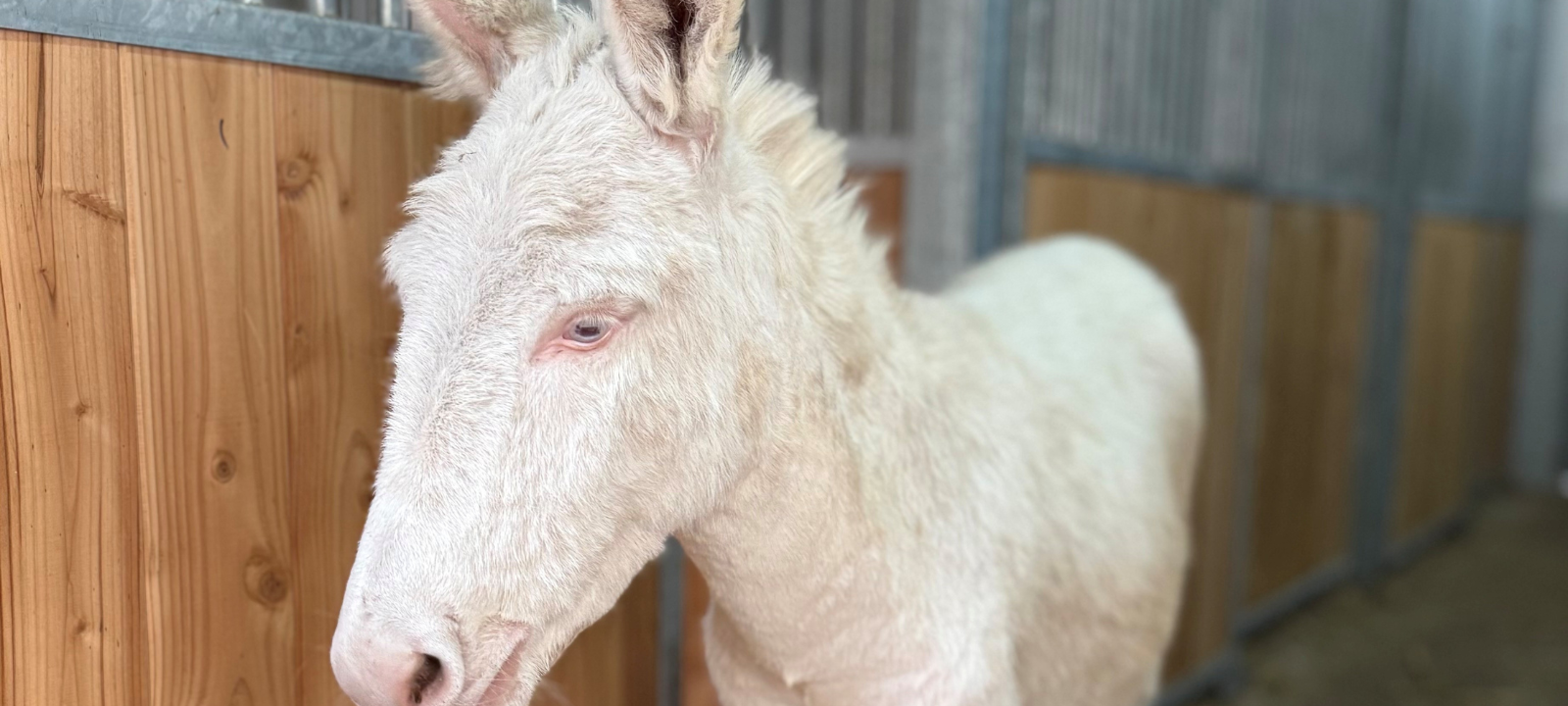 Im Recklinghäuser Tierpark ist eine seltene, weiße Eselin eingezogen.